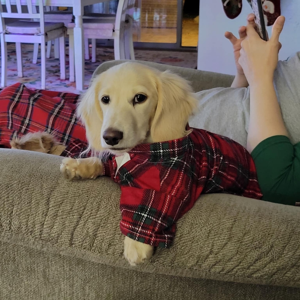 Two Matching Red and Green Plaid Dog Pajama Shirts - Picture 3 of 6